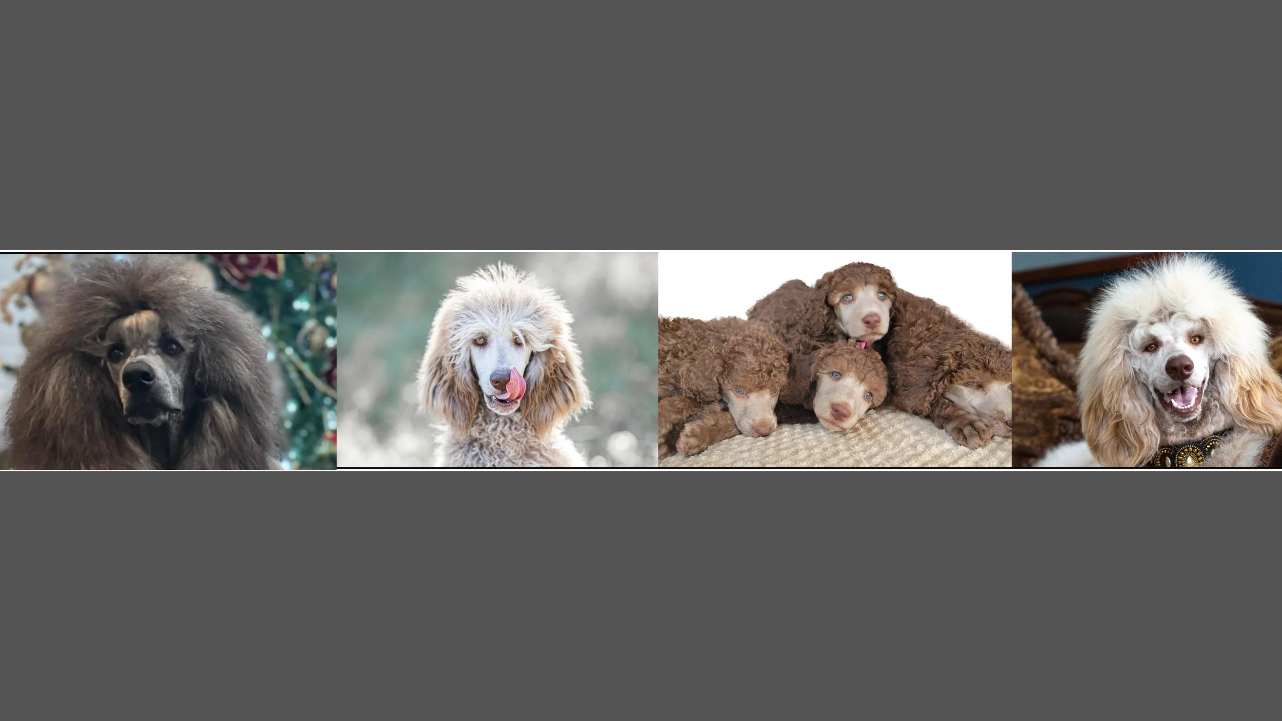 Poodles in the media — Standard Poodles Australia